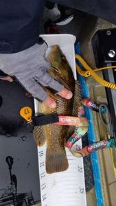 Ballan Wrasse