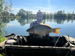 Common Carp