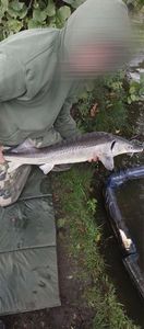 Sturgeon