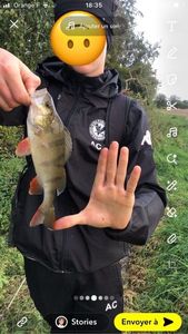 European Perch