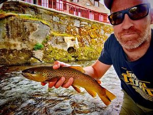 Brown Trout