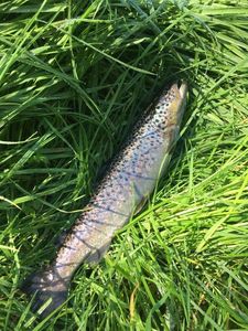 Brown Trout