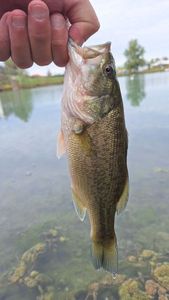 Largemouth Bass