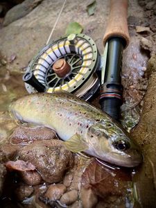 Brown Trout