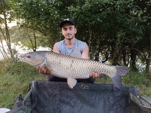 Grass Carp