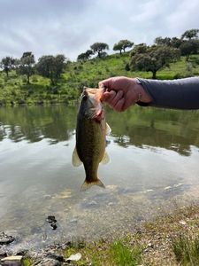 Largemouth Bass
