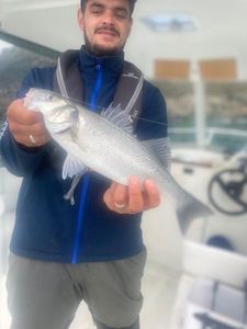 European Bass (Seabass)