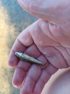 Common Minnow