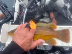 Ballan Wrasse