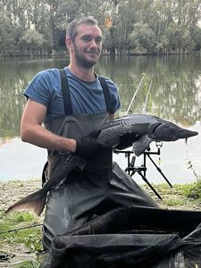 Sturgeon
