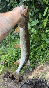 Northern Pike