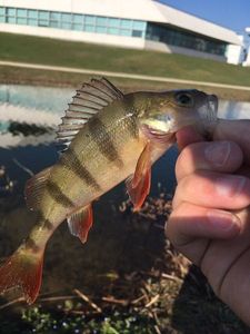 European Perch