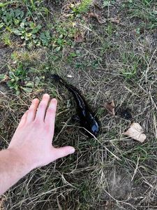 Black Bullhead