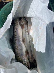 Rainbow Trout