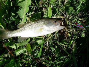 Largemouth Bass