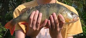 European Perch