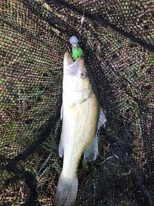 Largemouth Bass