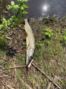 Northern Pike