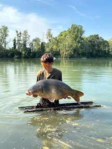 Mirror Carp
