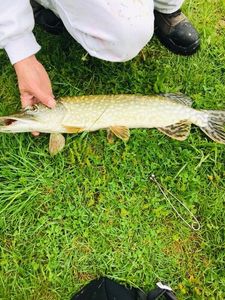 Northern Pike