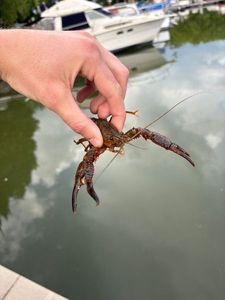 Red Swamp Crayfish