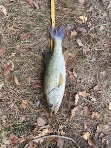 Smallmouth Bass