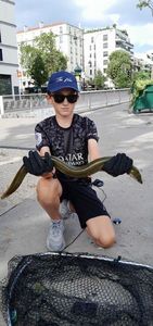 European Eel (Common Eel)