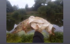 Northern Pike
