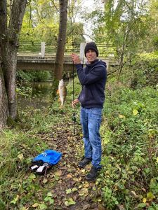 Yellow Perch
