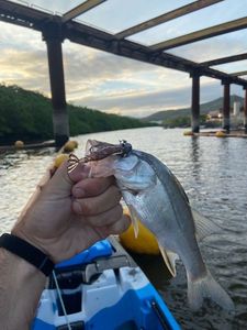 Common Snook
