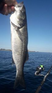 European Bass (Seabass)