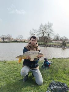 Common Carp