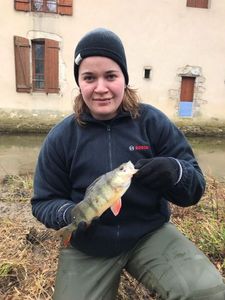 European Perch