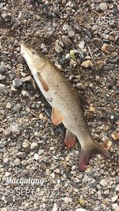 Barbel