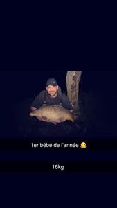 Common Carp