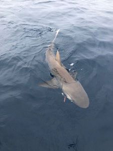 Whaler Shark