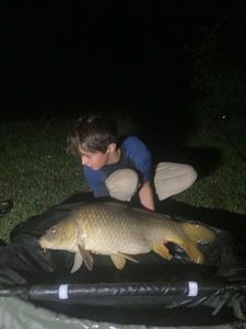 Common Carp