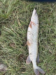 Northern Pike