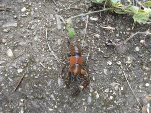 Noble Crayfish