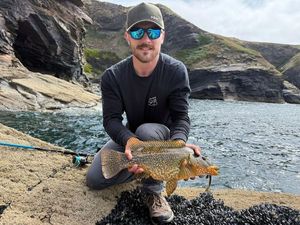 Ballan Wrasse