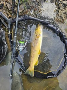 Brown Trout
