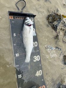 European Bass (Seabass)
