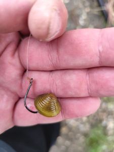 Grooved Carpet Shell