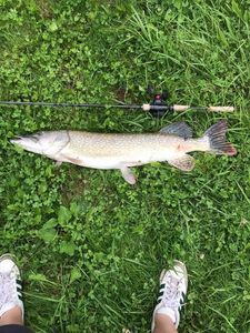 Northern Pike
