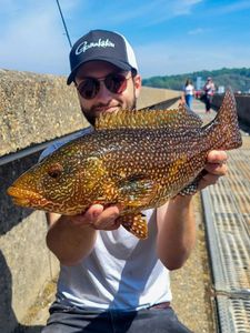 Ballan Wrasse