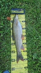 Barbel
