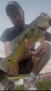 Peacock Bass ( Monoculus)