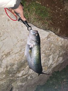 Bluefish