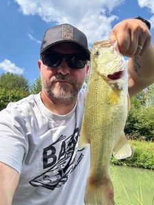 Largemouth Bass