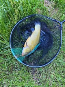 Tench